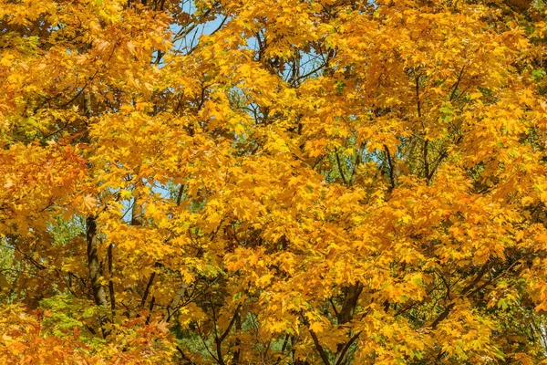 Кленовые Деревья Городском Парке Осенним Днем — стоковое фото