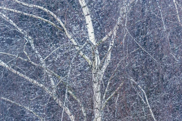 Nasser Schneefall Über Dem Wald Zur Frühlingszeit — Stockfoto