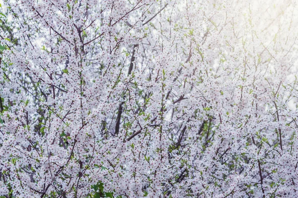 春天里开满了白花的樱桃枝 — 图库照片
