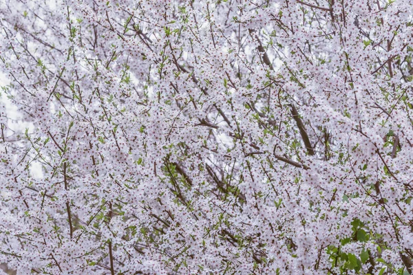 春天里开满了白花的樱桃枝 — 图库照片