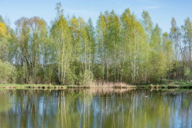 Bahar zamanı göl kenarındaki huş ağaçları.