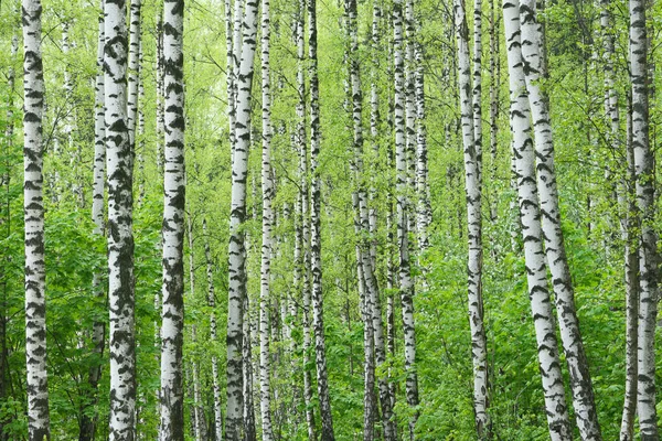 Berkenboomgaard Lente Voorjaarsbosachtergrond — Stockfoto
