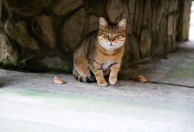 Bahçedeki kırmızı kedi doğada. Mısırlı Mau. Kediler ve veteriner ilaçları için bir dizi rahatlatıcı iğne.