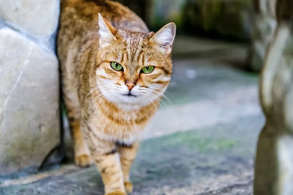 Red cat in the garden on the nature. Egyptian Mau. A series of relaxing shots 9 Treatment for cats, veterinary medicine — Stock Photo, Image