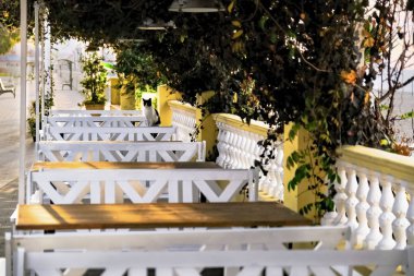 Yazlık kafe. Deniz kenarı. Kafedeki kedi. Sabahın köründe. Sonbahar.