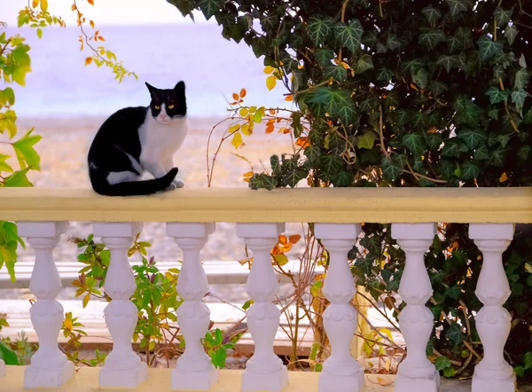 Γάτα σε ένα καφέ στο βάθος της θάλασσας. Ωραία κάρτα. Υγεία των ζώων Τρόφιμα για γάτες. — Φωτογραφία Αρχείου