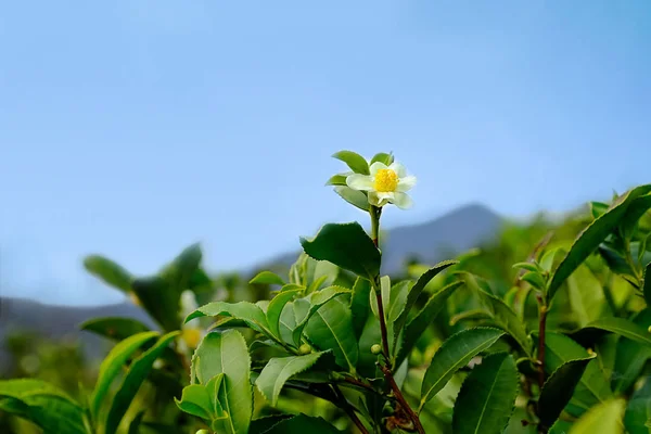 Teaültetvény. Levelek és virágok a teából. A háttérben hegyek és kék ég — Stock Fotó