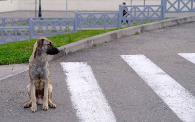 Yaya geçidindeki köpek. Yol güvenliği. Trafik kanunları. Şehirdeki hayvanlar..