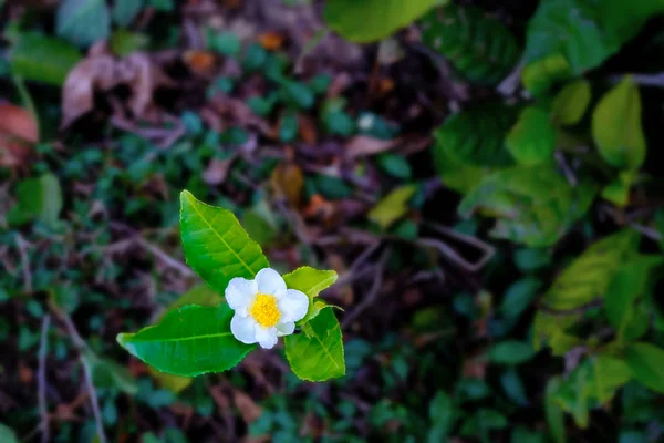 Tealevél és fehér virág a teaültetvényen. Gyönyörű és friss fehér teavirág. Tea virága a törzsön. — Stock Fotó