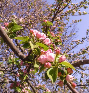 Bahar gününde narin elma ağacı. Çiçek açan elma ağacı dalı, pembe elma ağacı çiçekleri. Alerji. Kapat. Spazmı kopyala. Odaklan..