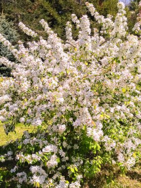 Mavi gökyüzüne karşı bahar kiraz çiçekleri açar. Doğal çiçekli fotoğraf.