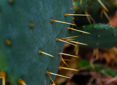 Doğal kaktüs dokusu. Kaktüs iğneleri. Macro. Meksika.