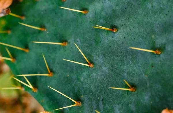Natuurlijke textuur van cactus. Afbeelding van de stekels van een groene cactus gefotografeerd close-up buiten. Texas. Afbeelding. — Stockfoto