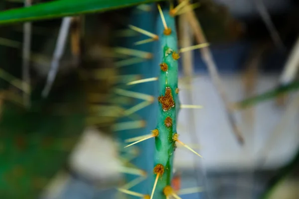 Doğal kaktüs dokusu. Kaktüs iğneleri. Makro. Güney Amerika — Stok fotoğraf