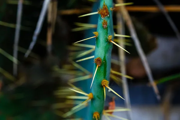 Egy kaktusztű. Pókháló a kaktusztűkön. Természetes textúra. Makró — Stock Fotó