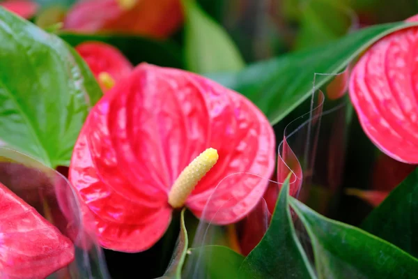 Anthurium Esküvői Virág. Anthurium virág zöld levelek közelkép, nagyon keskeny mélysége mező. — Stock Fotó