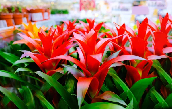 Blossom Guzmania Bromelia eladó. Kiválasztása növények ház — Stock Fotó