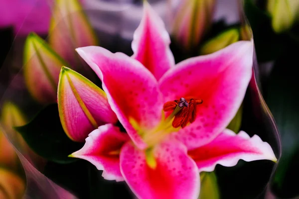 Růžová lilie zblízka. Květinové pozadí — Stock fotografie