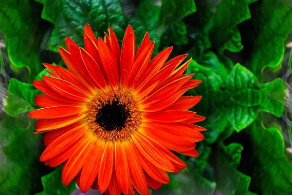 Gerbera Flor Fechar Sobre Fundo Folhas Verdes Brilhante Lindo — Fotografia de Stock