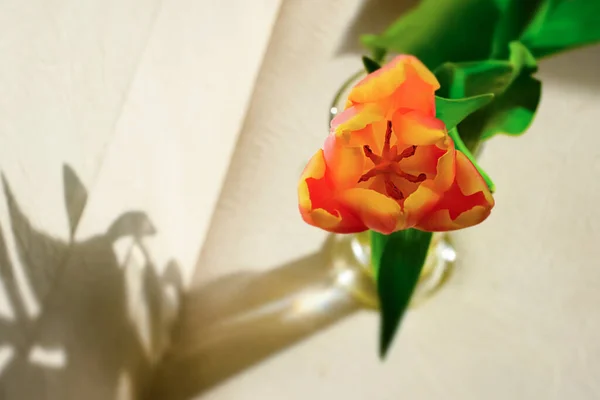 優しい影の花でチューリップバドのクローズアップ 恋愛の春 集中力を失ってる テキストのスペース — ストック写真