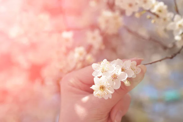 Woman Hand French Manicure Holds Branch Cherry Blossoms Flower Background — Stock Photo, Image