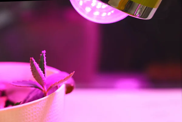 Καλλιέργεια Φυτών Στο Σπίτι Και Ροζ Λαμπτήρες Φωτισμού Led Για — Φωτογραφία Αρχείου