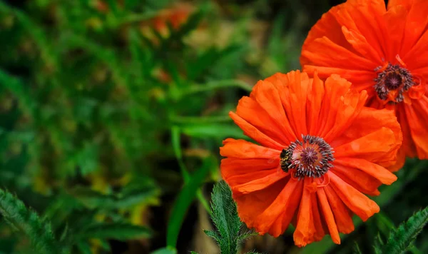Piękne Żywe Szkarłatne Maki Tle Kwiatów Reklamy Zbliżenie Zielone Tło — Zdjęcie stockowe