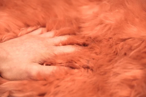 Person's palm in pink artificial fur. Pink Shaggy Artificial Fur. For sale