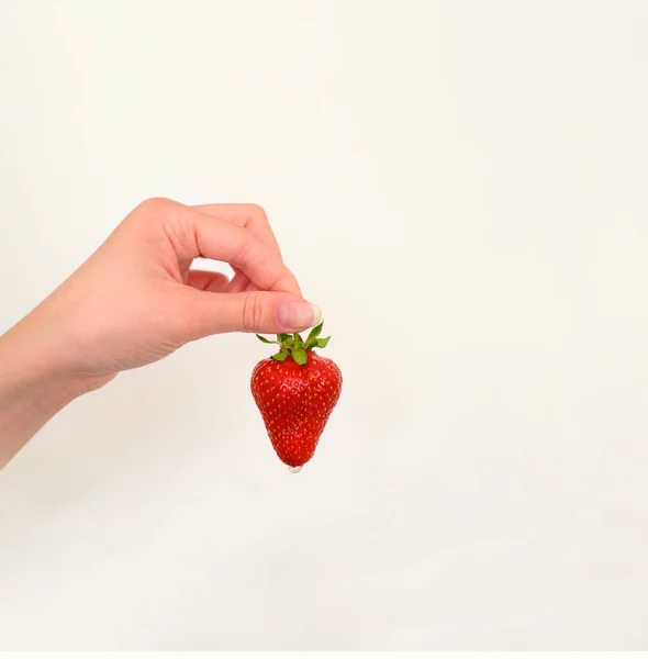 Juicy ripe strawberry in a woman\'s hand. A drop of water or juice is dripping from strawberries. White background. Sale. Cookery. Copy space
