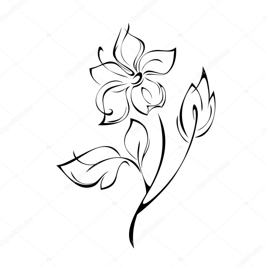 stylized blooming flower with large petals on a stem with leaves in black lines on a white background