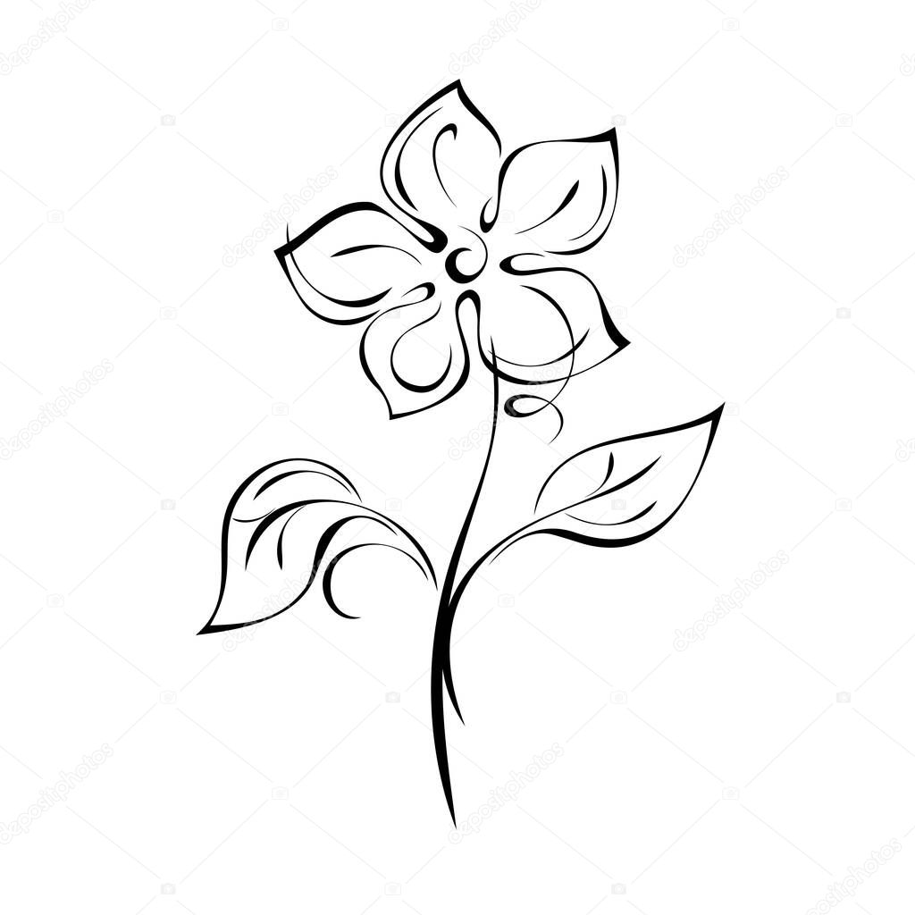 blooming flower with large petals on the stem with leaves in black lines on a white background
