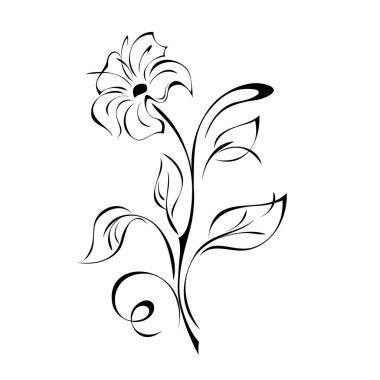 Yaprakları ve kıvrımları beyaz arka planda siyah çizgilerle kaplı bir sapında büyük taç yaprakları olan eşsiz dekoratif bir çiçek.