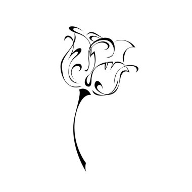 Kısa saplı bir çiçek tomurcuğu. Beyaz arkaplanda siyah çizgiler halinde yapraklar yok.