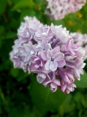 Pembe leylak çalısı tomurcuğu. Dekoratif çiçeklerin bahar çiçekleri. Bahçede çiçek açan bir dal.