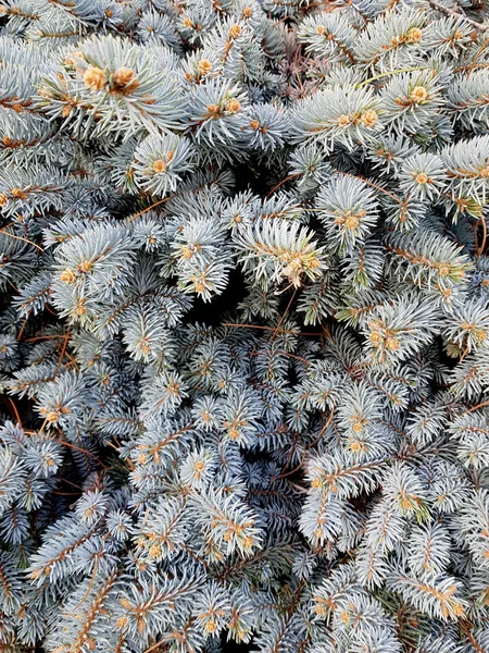 De elastiska grenarna av den blå granen närbild. — Stockfoto