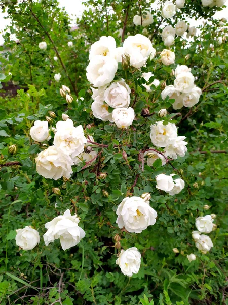 Flores brancas de rosa mosqueta em um close-up Bush. Chá rosa — Fotografia de Stock