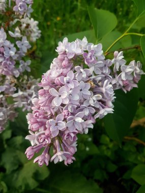 Pembe leylak çalısı tomurcuğu. Dekoratif çiçeklerin bahar çiçekleri. Bahçede çiçek açan bir dal.