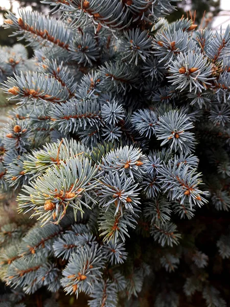 De elastiska grenarna av den blå granen närbild. — Stockfoto