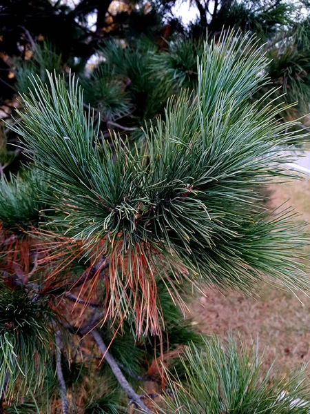 Pinheiro conífero ramos closeup. Fundo de Natal. Cones e agulhas longas . — Fotografia de Stock