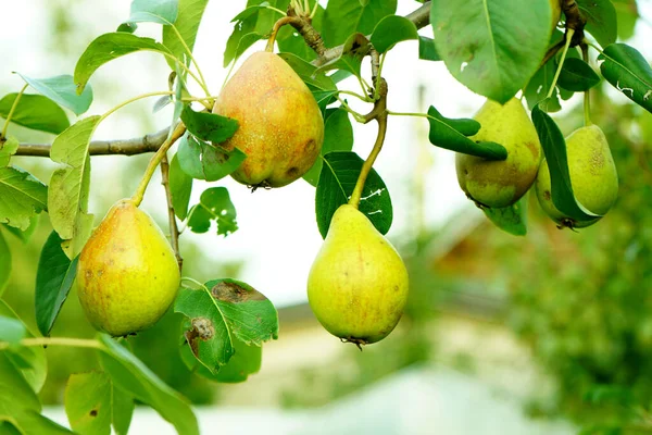 El fruto maduro de pera en las ramas se cierran. Peras en follaje verde maduras para recoger colgando del árbol en un huerto . — Foto de Stock
