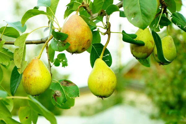 Ripe pear fruit on branches close up. Pears in green foliage ripe for picking hanging on the tree in an orchard.