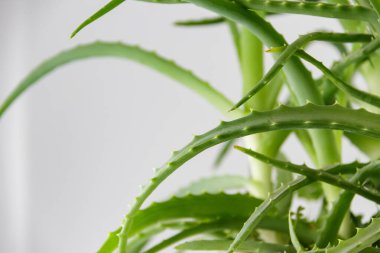 Aloe vera beyaz arka plan üzerinde izole yaprak