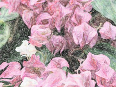 Kanayan kalp asma Pembe çiçek, ayrıca Afrika Clerodendrum thomsoniae kanama zafer-bower denir