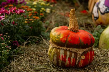 Tatil dekoru, Şükran Günü için balkabağı.