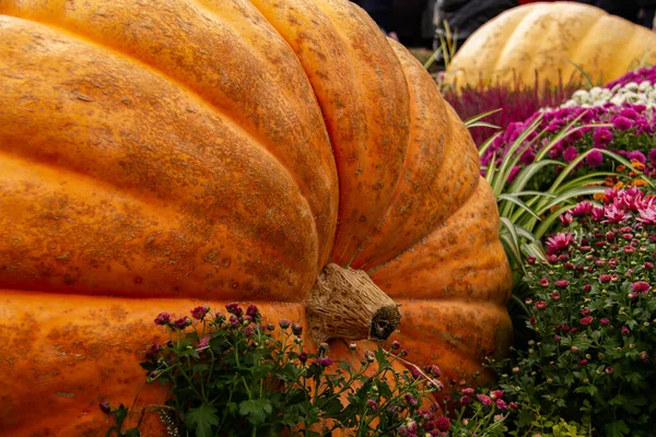 Beaucoup de mini citrouille au marché fermier extérieur — Photo