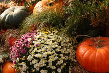Açık hava çiftçi pazarında bir sürü balkabağı var.