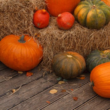 Açık hava çiftçi pazarında bir sürü balkabağı var.