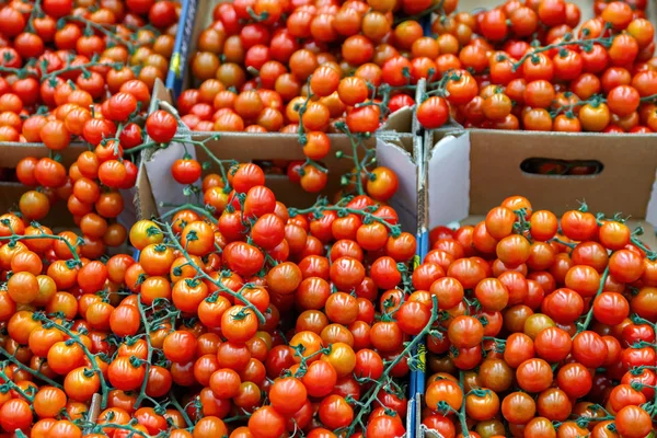 Os vegetais estão cheios de vitaminas. Tomates frescos e maduros em uma cesta em uma prateleira de supermercado — Fotografia de Stock