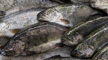 Tüketiciye Satılık balık pazarında maruz balık