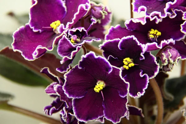 Beautiful Saintpaulia or Uzumbar violet. Indoor flowers. Natural floral background. — Stock Photo, Image
